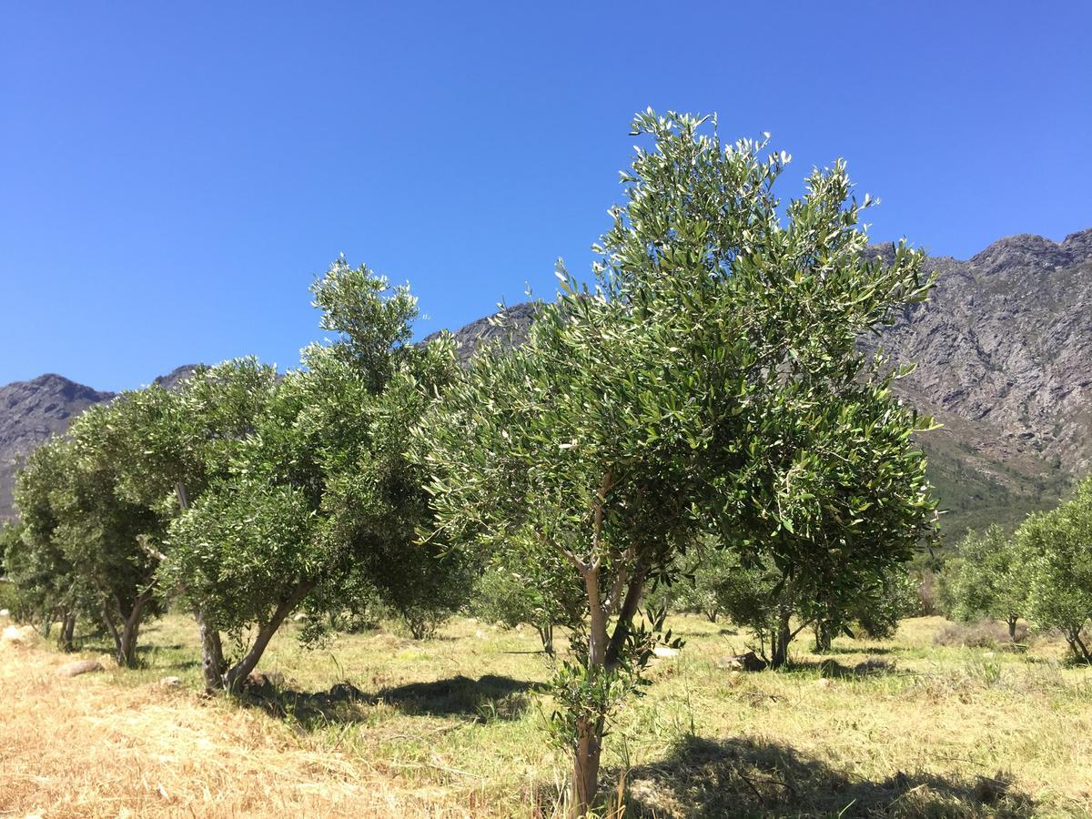 Olive Cottage Franschhoek Esterno foto